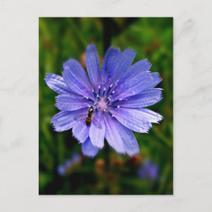 Blue Flower post card