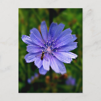 Blue Flower post card