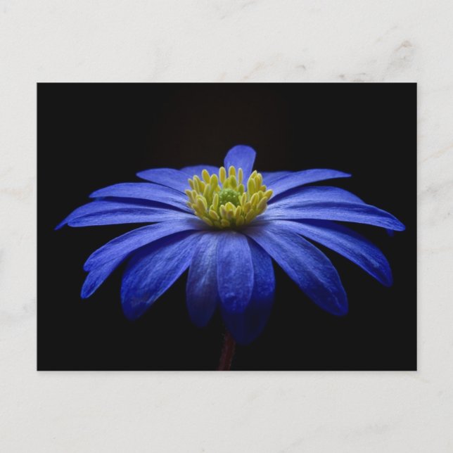 Blue Flower Postcard (Front)