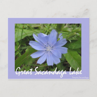 Blue Flower Postcard