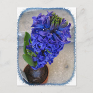 Blue flower postcard