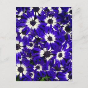Blue Flowers Don't Pick Postcard