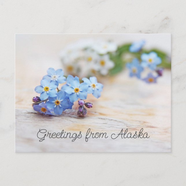 Blue Flowers Forget me not Greetings from Alaska Postcard (Front)