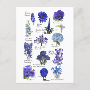 Blue Flowers Postcard