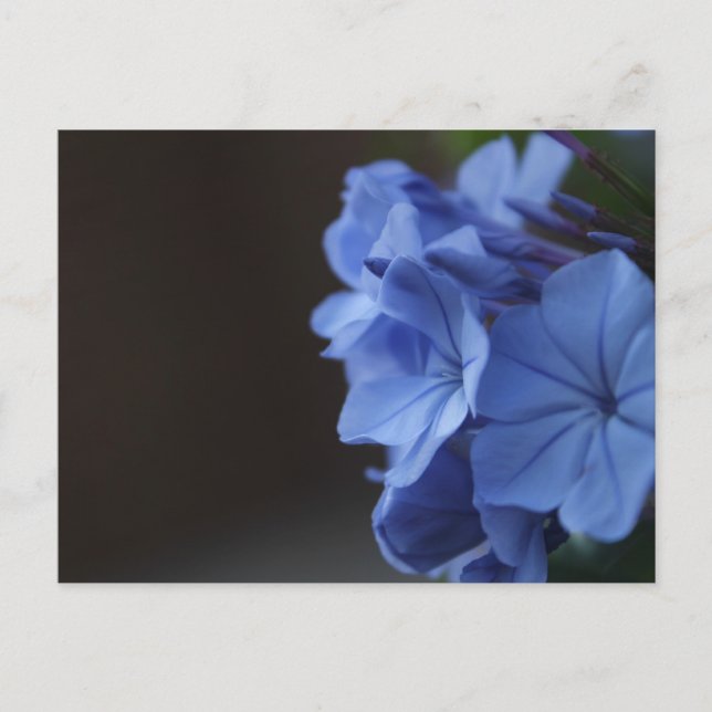 Blue Flowers Postcard (Front)