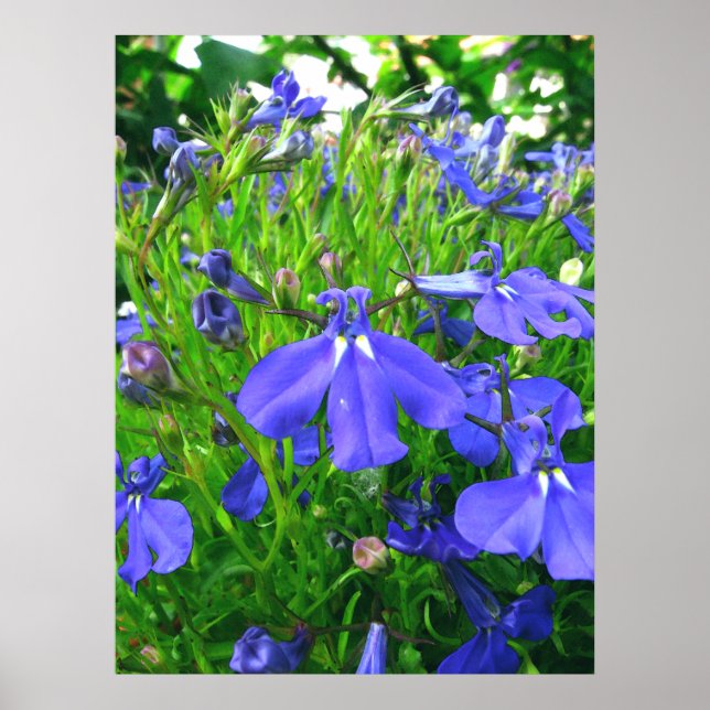 blue flowers poster (Front)