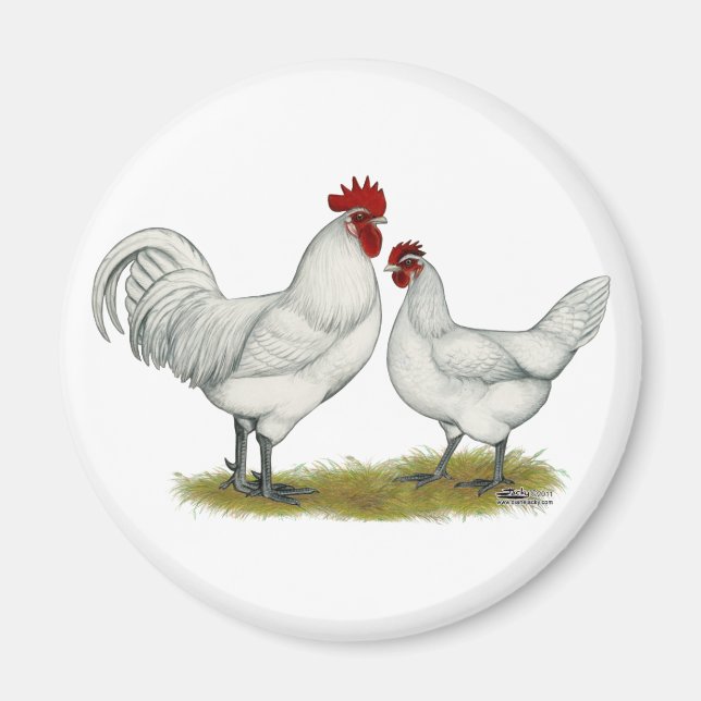 Blue Foot Chickens Magnet (Front)