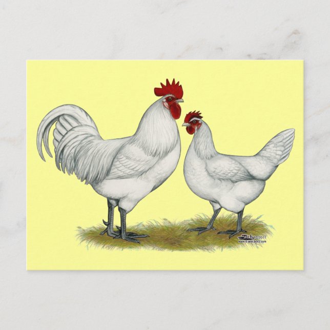 Blue Foot Chickens Postcard (Front)