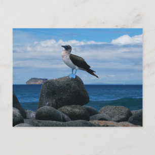 Blue-footed Bird Postcard