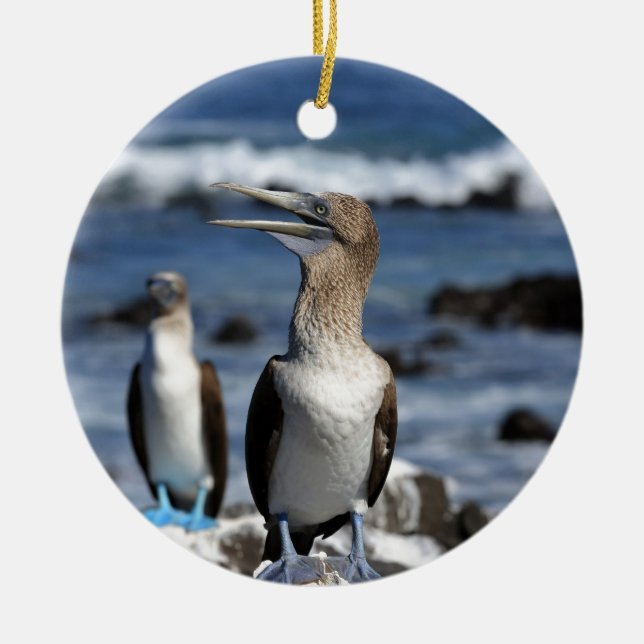 Blue footed Boobies Galapagos Islands Ceramic Tree Decoration (Front)