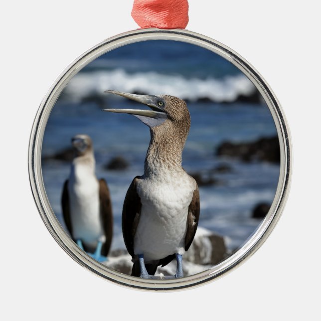 Blue footed Boobies Galapagos Islands Metal Tree Decoration (Front)