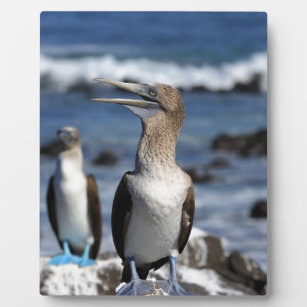 Blue footed Boobies Galapagos Islands Plaque
