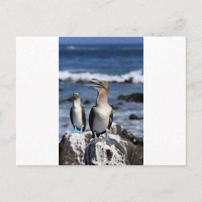 Blue footed Boobies Galapagos Islands Postcard (Front)