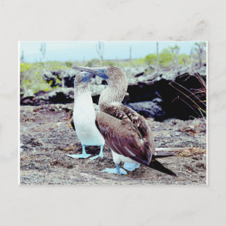 Blue Footed Boobies, Galapagos Islands Postcard