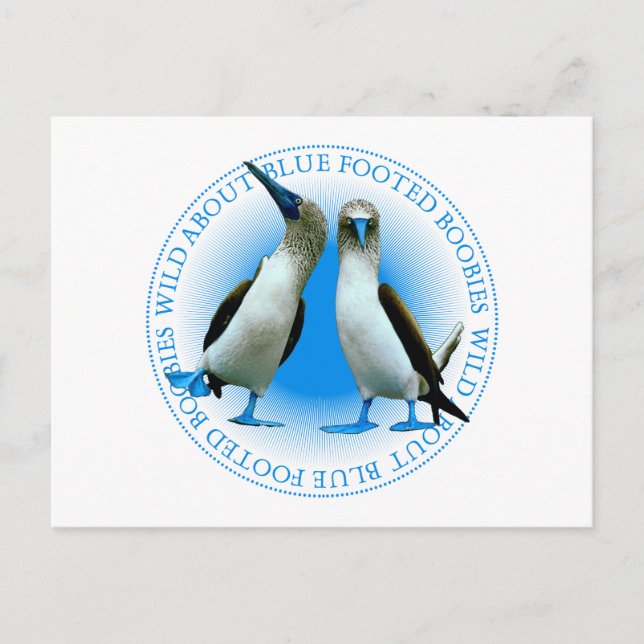 Blue Footed Boobies Of The Galapagos Islands Postcard (Front)