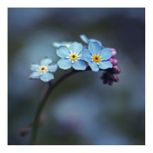 Blue Forget-me-not Flowers Macro