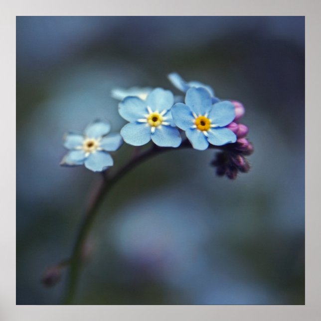 Blue Forget-me-not Flowers Macro Poster (Front)