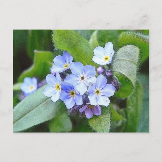 Blue Forget Me Not Flowers Postcard (Front)