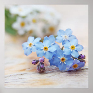 Blue Forget-me-not Flowers. You are Loved Poster