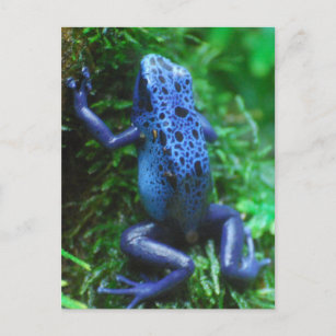 blue-frog-1.jpg postcard