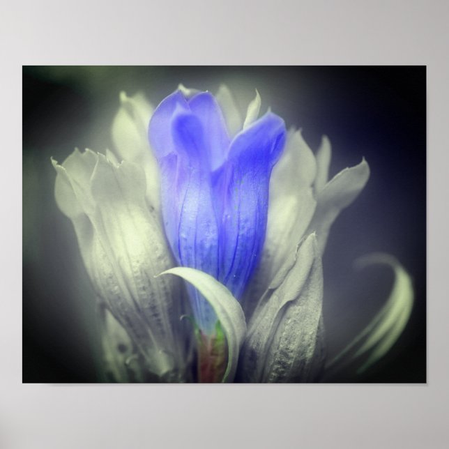 Blue Gentian Flower Black And White Partial Color  Poster (Front)