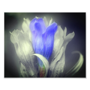 Blue Gentian Flower Black And White Partial Colour Photo Print