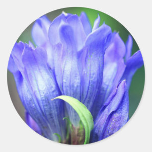 Blue Gentian Flower  Classic Round Sticker