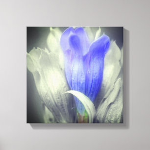 Blue Gentian Flower Partial Colour Canvas Print