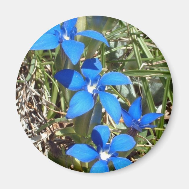 Blue gentian flowers magnet (Front)
