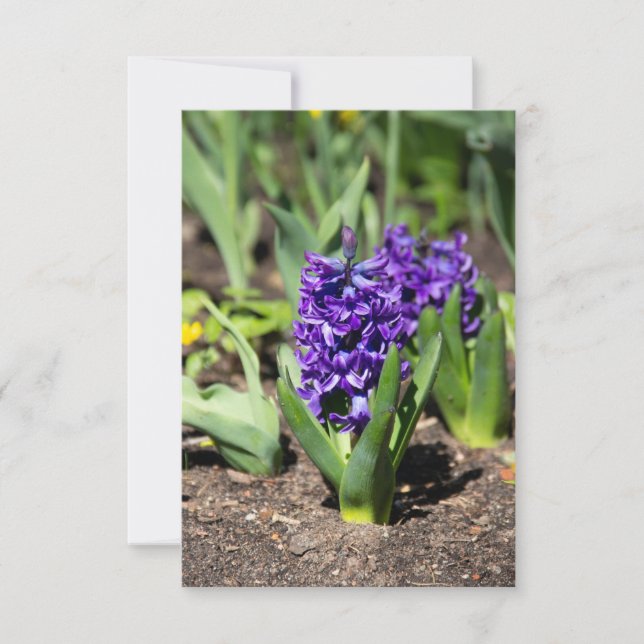 Blue Geocinth in spring  (Front)