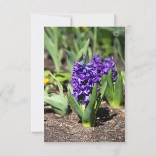 Blue Geocinth in spring