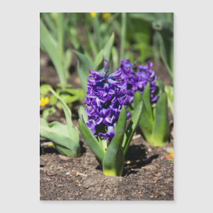 Blue Geocinth in spring