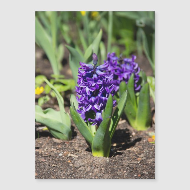 Blue Geocinth in spring  (Front)