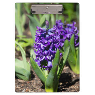 Blue Geocinth in spring Clipboard