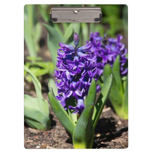 Blue Geocinth in spring    Clipboard (Front)