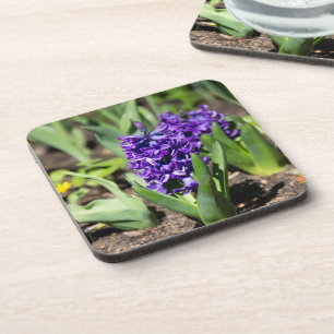 Blue Geocinth in spring Coaster