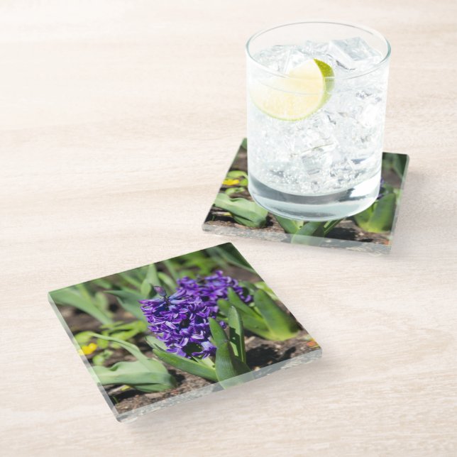 Blue Geocinth in spring  Glass Coaster (Angled)