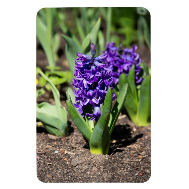 Blue Geocinth in spring  Magnet (Vertical)