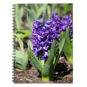 Blue Geocinth in spring Notebook