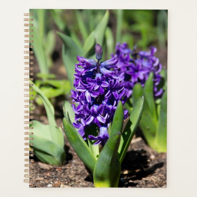 Blue Geocinth in spring      Planner (Front)