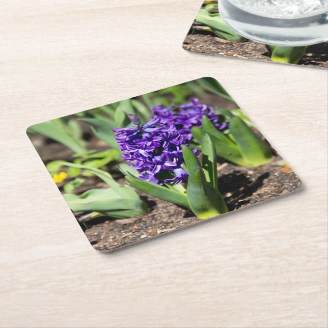 Blue Geocinth in spring  Square Paper Coaster (Angled)