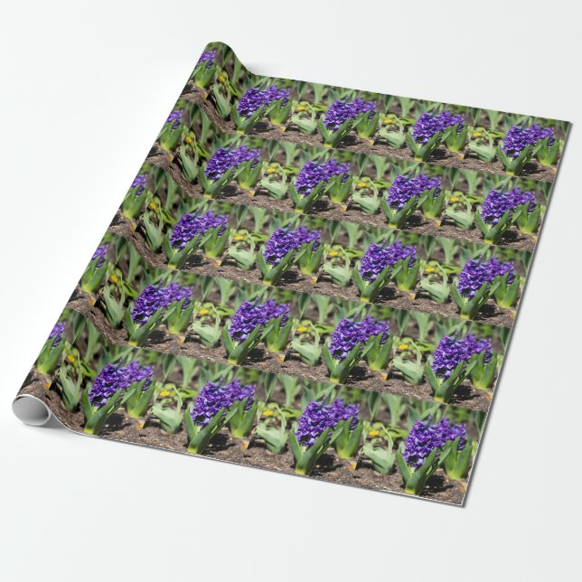 Blue Geocinth in spring      Wrapping Paper (Unrolled)