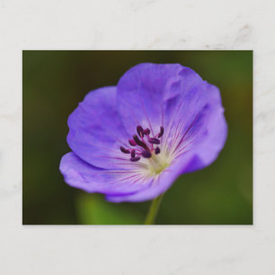 Blue Geranium Flower Postcard