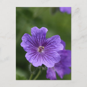 Blue Geranium Postcard