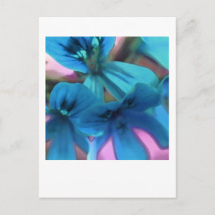 Blue Geraniums Postcard