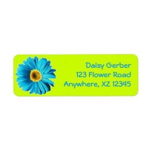 Blue Gerber Daisy