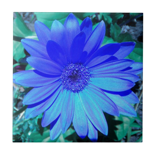 Blue Gerbera Daisy Tile (Front)