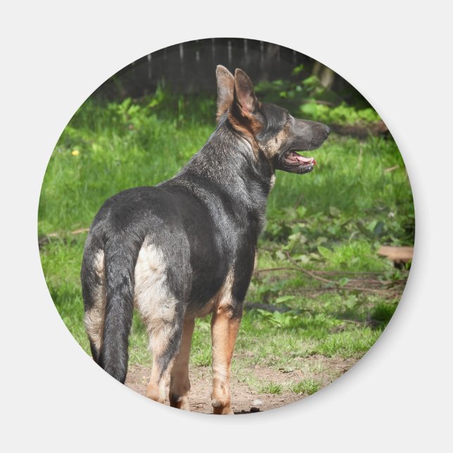 Blue German Shepherd Dog Magnet (Front)