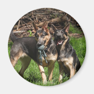 Blue German Shepherd Dogs Magnet