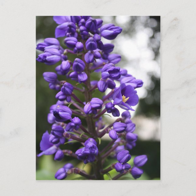 blue ginger postcard (Front)